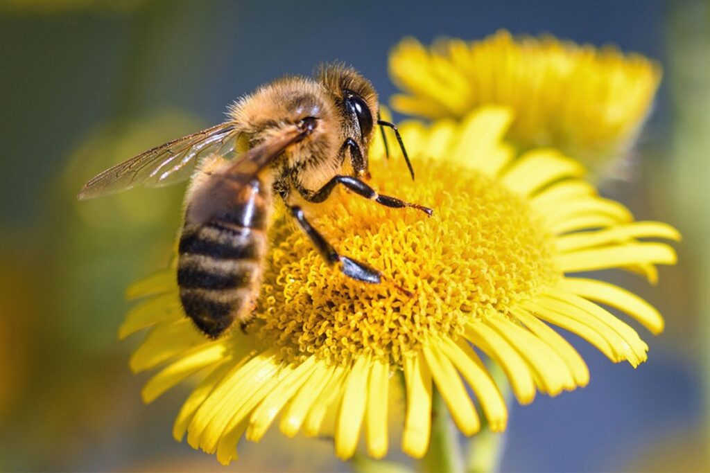 ruche-abeille-butineuse
